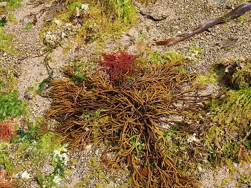 Algues à Concarneau par rosier, CC BY-SA 4.0