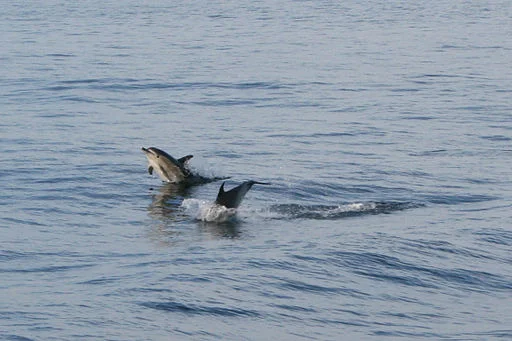 Photo de Dauphins par Remi Jouan, CC BY-SA 3.0