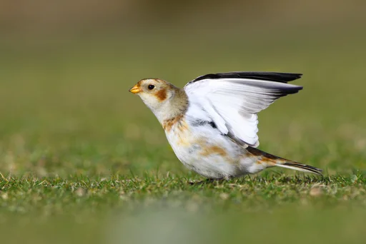 Bruant des neiges mâle adulte